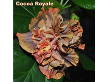 Cocoa Royale