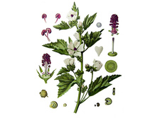 �����, ������, 50�. ���� 68 ���