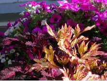 DSCN4850.JPG