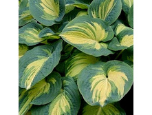 ����� �����������(No4)