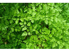 ������� 0,5� ��� ��� �.� 3,30 ���. [���.1000480]