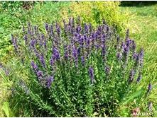 ����� ��� ��� �.� 3,30 ���. [���.1000354]