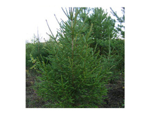 ���� �����