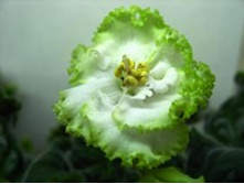 �����(������) 2011 �