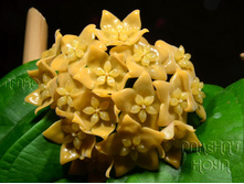 Hoya Linusii- ������ �������� .... �.�.