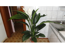 ����������� ��������