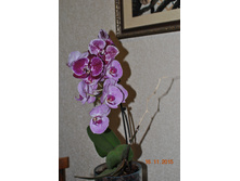 DSC 0875.JPG