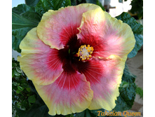 Tahitian Queen