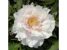 ���� ����������� ����� ������.jpg