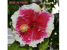 Wild At Heart