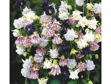 ��������� ����� � ������. ����� 16,99 ���.[���.3003939]