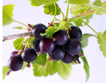 ����� ����(��������� � ���������).jpg