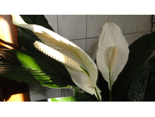 ����������� ��������