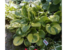 �����������(���)