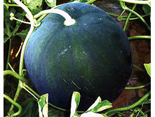 ����� ������ ������ 7,99 ���.. [���.9000258]