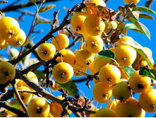 ������ ������� ������� ������-350�.jpg