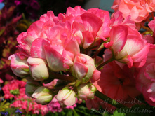 Fischers Appleblossom
