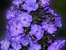���� 12 - ����� ��� �������
