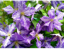 ��� ��� +))