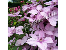 �������� ��������������� ����� ������� � ������.jpg