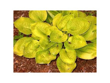 �������� ���� (No5)