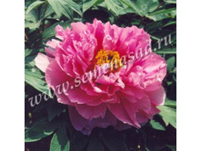 ���� ����������� ������� �������.jpg