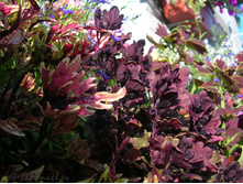 DSCN4175.JPG