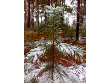 IMG 20151112 115300.jpg