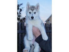 ZAZ KISS OF WIND/ ��� ���� �� ����