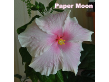 Paper Moon