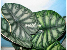 �������� ����