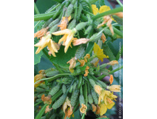 ������ �������� ����������� F1 5�� ��� ��� �.� 45,00 ���. [���.��317      ]