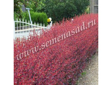 �������� ��������� ��������.jpg