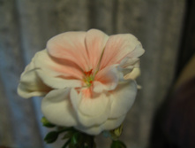 IMG 4562.JPG