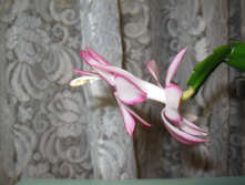 IMG 4565.JPG