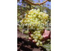 "��������"  220�