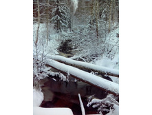 IMG 20151120 110316.jpg