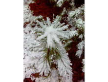 IMG 20151112 115741.jpg