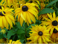 P1020543 - �����.JPG