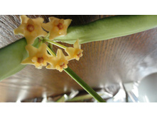 ��������� ...