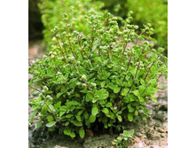 ������� �������, (��) 7,50 ���. [���.1000485]