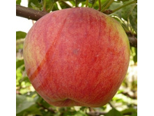 ������ ���������� �����������-350�