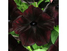 ������� F1 �������� ������ �����. ����.5�� ��� ��� �.� 46,00 ���. [���.��000000675]