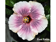 Rum Raisin