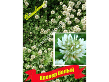 ������� ������ �����(0,3��) 247,00 ���.