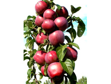 ������ ������� (�������)-240�