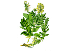 �������� ������������, ������, 30�. ���� 135 ���