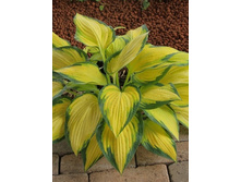 ����� ��������(���?, No4?)