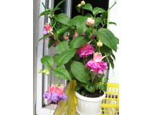 ������ ������