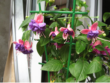 ������ ������